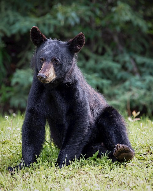 A small black bear sitting on grass.