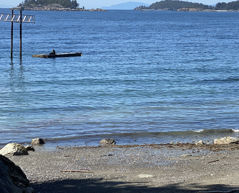 Sea Lion at Cape Roger Curtis Beach