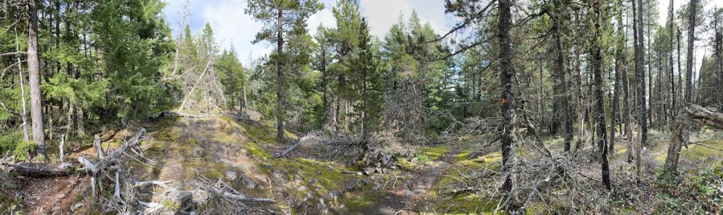 Mount Gardners South Summit on Bowen covered in trees with no views.